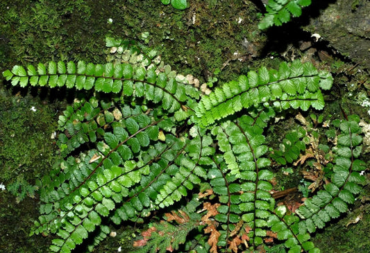 Asplenium tripteropus is a small, elegant fern belonging to the Aspleniaceae family. Native to temperate East Asia, including China, Taiwan, Japan, the Korean Peninsula, Myanmar, and Assam in India, it is a lithophytic plant that typically grows on rock faces, in crevices, and in moss-covered, moist environments.