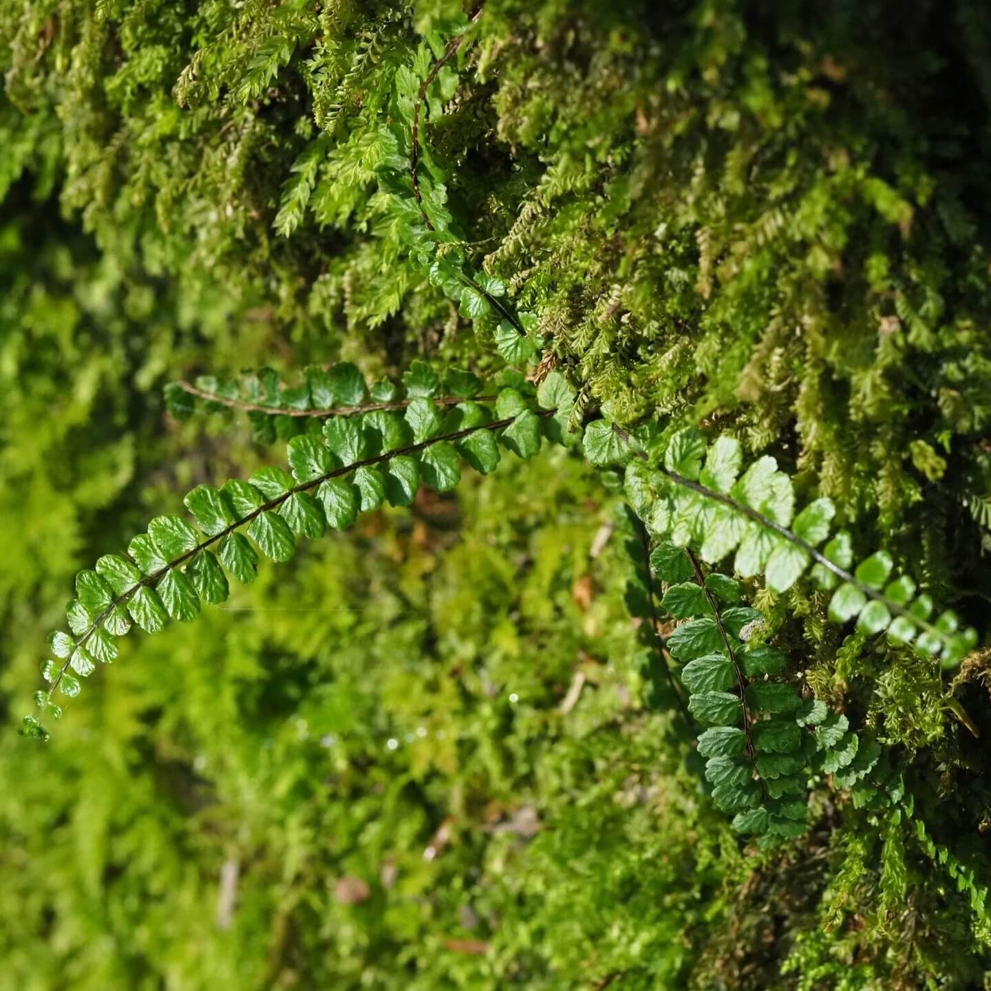 Asplenium tripteropus is a small, elegant fern belonging to the Aspleniaceae family. Native to temperate East Asia, including China, Taiwan, Japan, the Korean Peninsula, Myanmar, and Assam in India, it is a lithophytic plant that typically grows on rock faces, in crevices, and in moss-covered, moist environments.