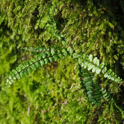 Asplenium tripteropus is a small, elegant fern belonging to the Aspleniaceae family. Native to temperate East Asia, including China, Taiwan, Japan, the Korean Peninsula, Myanmar, and Assam in India, it is a lithophytic plant that typically grows on rock faces, in crevices, and in moss-covered, moist environments.