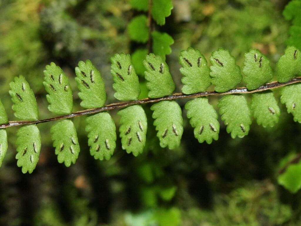 Asplenium tripteropus is a small, elegant fern belonging to the Aspleniaceae family. Native to temperate East Asia, including China, Taiwan, Japan, the Korean Peninsula, Myanmar, and Assam in India, it is a lithophytic plant that typically grows on rock faces, in crevices, and in moss-covered, moist environments.