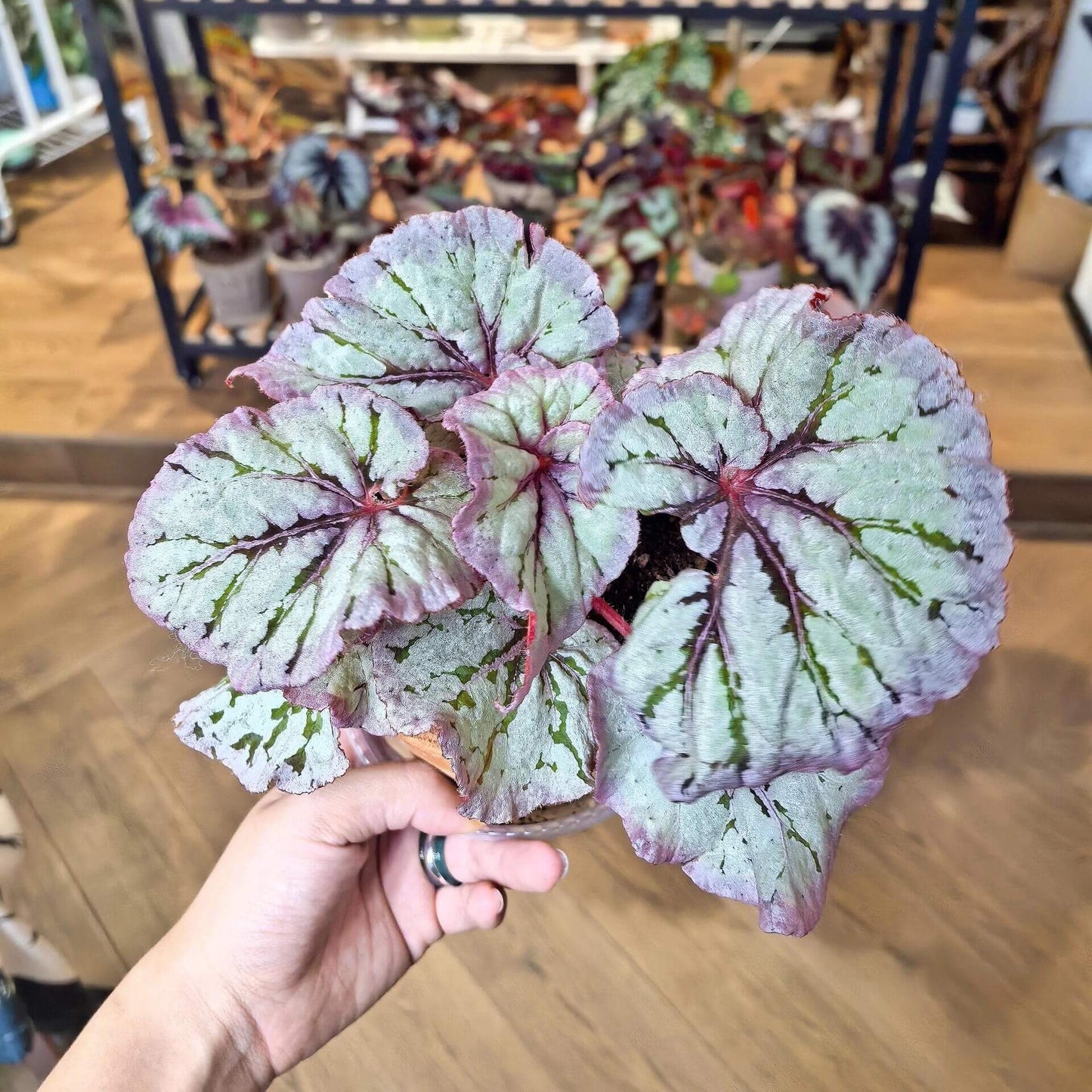 Begonia Yalta is a stunning hybrid begonia that captivates with its beautiful foliage and easy-care nature. Whether you're a beginner or an expert, this begonia is perfect for both seasoned collectors and those just starting their plant journey.