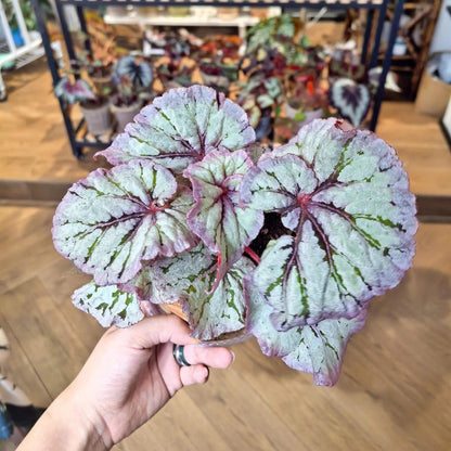 Begonia Yalta is a stunning hybrid begonia that captivates with its beautiful foliage and easy-care nature. Whether you're a beginner or an expert, this begonia is perfect for both seasoned collectors and those just starting their plant journey.