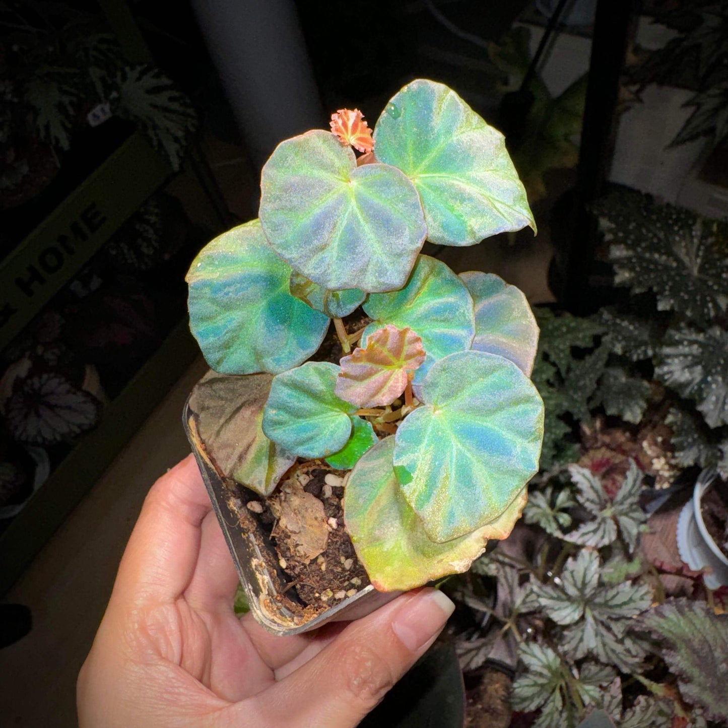 Begonia sp. Sarawak is a rare and beautiful species native to the Sarawak region of Borneo, Malaysia. Known for its unique beauty, this begonia thrives in high-humidity environments, making it an ideal choice for terrariums, glass domes, or greenhouses. It has deep green, glossy leaves with a subtle bluish tint and grows as a low, creeping plant, making it perfect for small spaces or as a decorative addition to a larger plant collection.
