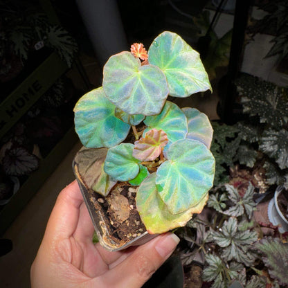 Begonia sp. Sarawak is a rare and beautiful species native to the Sarawak region of Borneo, Malaysia. Known for its unique beauty, this begonia thrives in high-humidity environments, making it an ideal choice for terrariums, glass domes, or greenhouses. It has deep green, glossy leaves with a subtle bluish tint and grows as a low, creeping plant, making it perfect for small spaces or as a decorative addition to a larger plant collection.