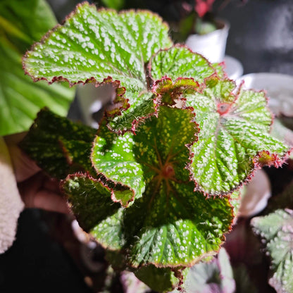 Begonia Baby Smile is a decorative-leaf variety developed by breeders Pavel and Elena Enikeev (Dimetris). This begonia stands out for its compact size and vibrant, eye-catching foliage. The leaves are a rich salad green with white spots in various shapes, giving the plant an attractive and striking appearance. Additionally, the petioles (stems) are bright red and densely covered with fine hairs, adding extra charm to this beautiful plant.