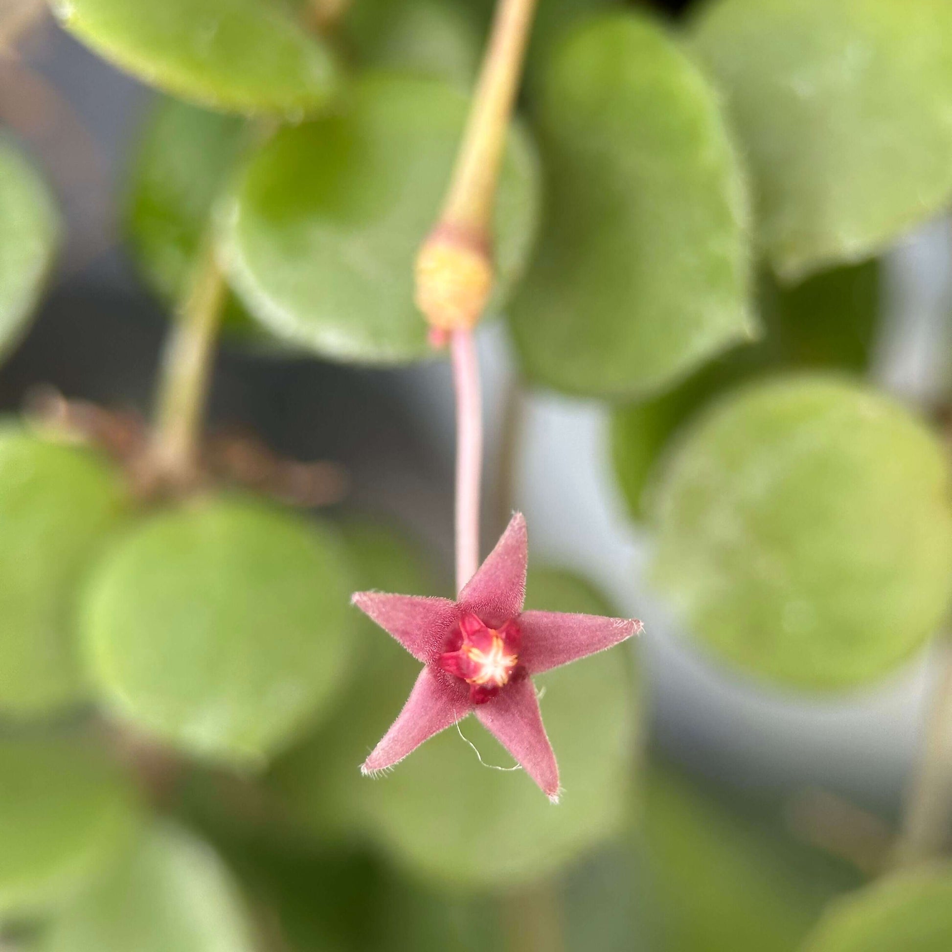 Hoya peltata is a species in the Hoya genus of tropical climbing plants, valued by collectors for its distinctive foliage and trailing growth habit.