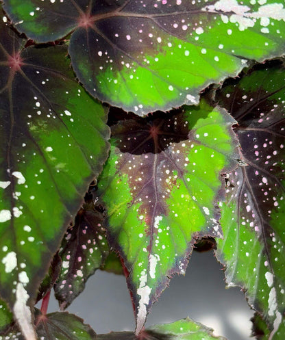 Begonia ‘African Jungle’ is a rhizomatous, tender, evergreen perennial prized for its vividly colored and beautifully patterned foliage. It forms a compact mound of pointed, oval leaves that are bright green with a dark red flush at the center, accented by silvery spots and streaks. The undersides feature dark red veins, and the stems share the same rich red hue, creating a striking contrast.