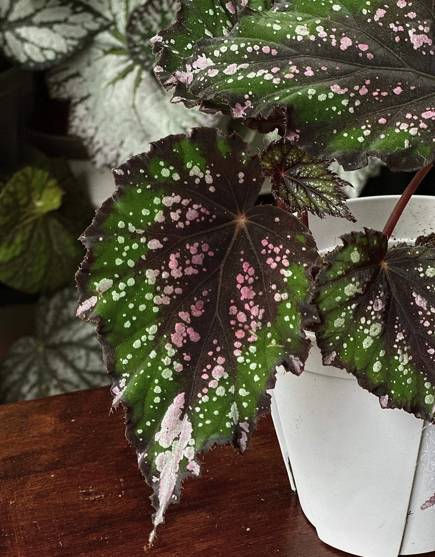 Begonia ‘African Jungle’ is a rhizomatous, tender, evergreen perennial prized for its vividly colored and beautifully patterned foliage. It forms a compact mound of pointed, oval leaves that are bright green with a dark red flush at the center, accented by silvery spots and streaks. The undersides feature dark red veins, and the stems share the same rich red hue, creating a striking contrast.