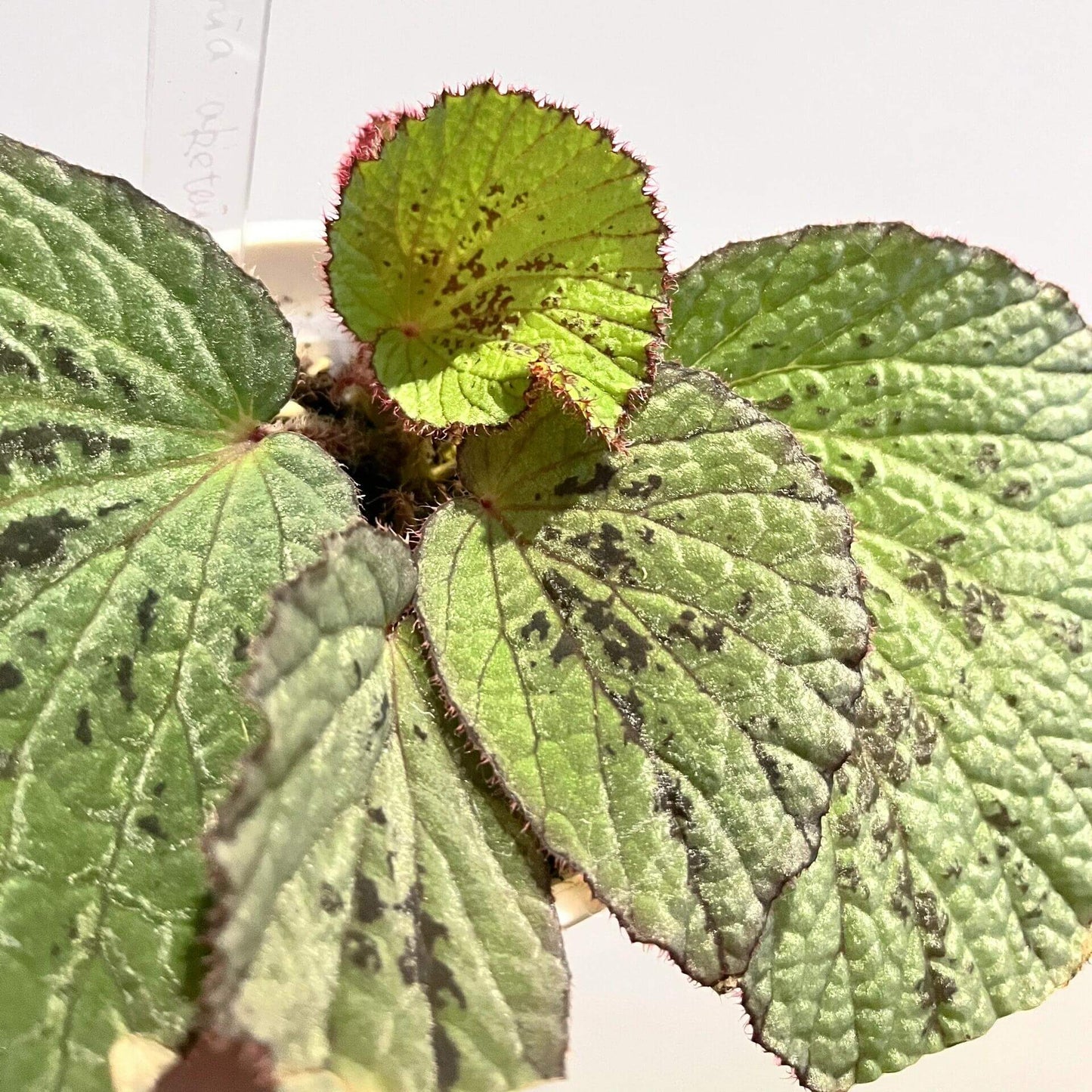 Begonia Aketajawensis is one of the three stunning Begonia Aketajawensis, a rare and highly coveted species native to the Molucca Islands of Indonesia. The leaves are green in appearance, accompanied by black patterns. As one of the most striking forms of Begonia Aketajawensis, it is a prized addition to any collection due to its high ornamental value and rarity.