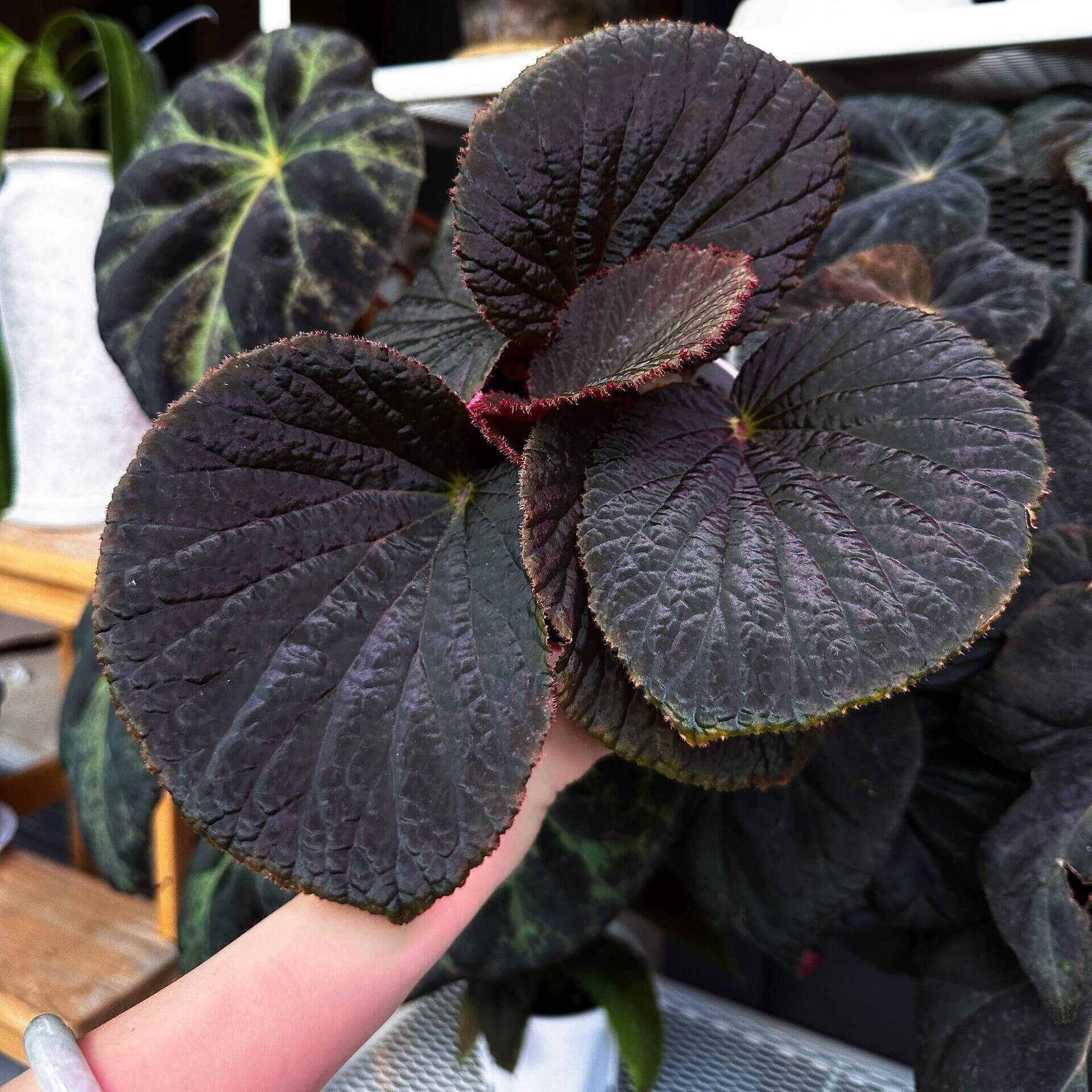 Begonia Aketajawensis Dark Form is one of the three stunning Begonia Aketajawensis, a rare and highly coveted species native to the Molucca Islands of Indonesia. This species is known for its dark, velvety leaves that exhibit a unique muscular texture. The leaves have a soft, pronounced velvet feel, and as the light shifts, they reveal different hues that change with the viewing angle. Under low light conditions, the leaves take on a fascinating bluish reflection, adding to the plant’s captivating beauty.