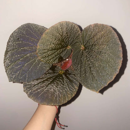 Begonia Aketajawensis Dark Form is one of the three stunning Begonia Aketajawensis, a rare and highly coveted species native to the Molucca Islands of Indonesia. This species is known for its dark, velvety leaves that exhibit a unique muscular texture. The leaves have a soft, pronounced velvet feel, and as the light shifts, they reveal different hues that change with the viewing angle. Under low light conditions, the leaves take on a fascinating bluish reflection, adding to the plant’s captivating beauty.