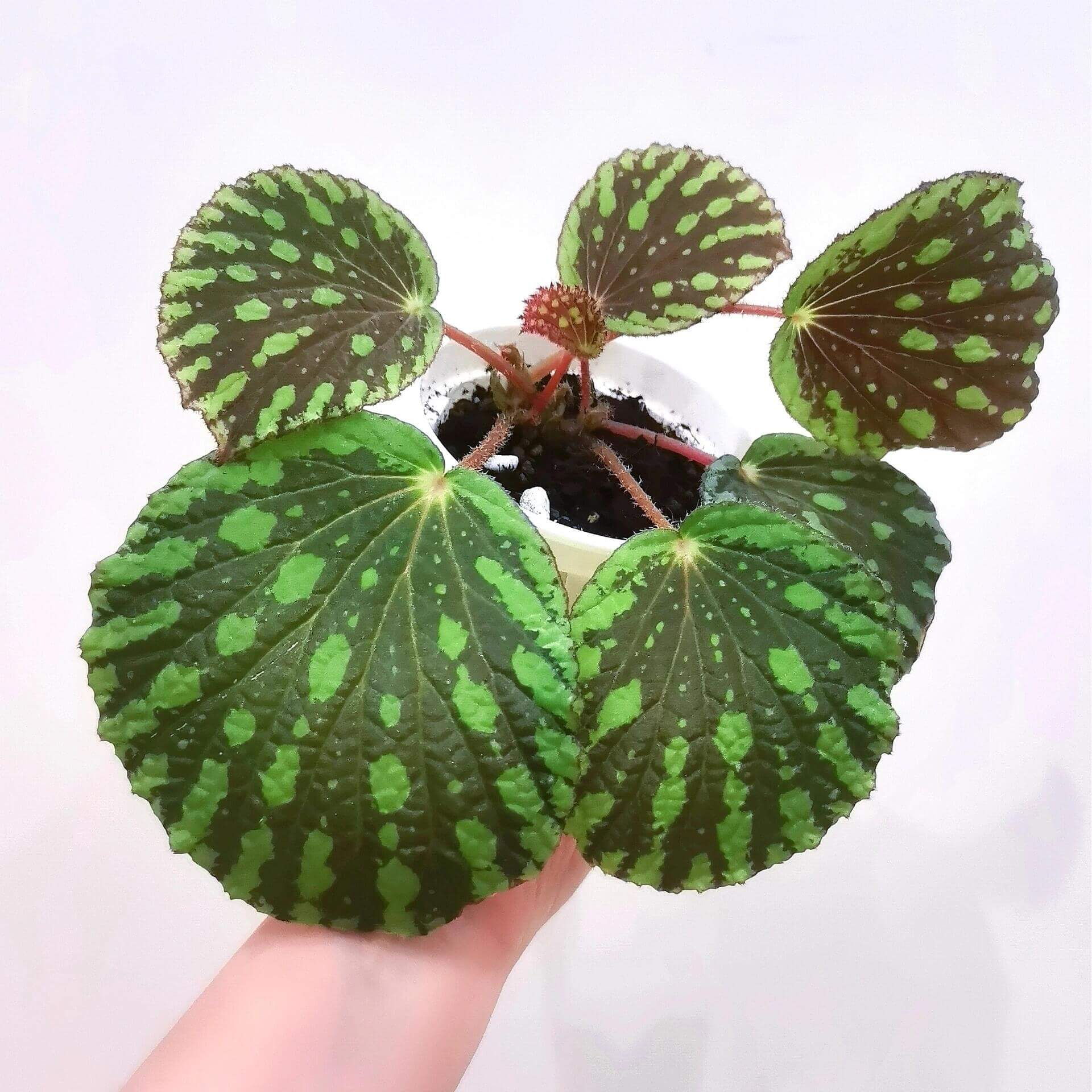 Begonia Aketajawensis Spotted Form is one of the three stunning Begonia Aketajawensis, a rare and highly coveted species native to the Molucca Islands of Indonesia. As one of the most striking forms of Begonia Aketajawensis, it is a prized addition to any collection due to its high ornamental value and rarity.