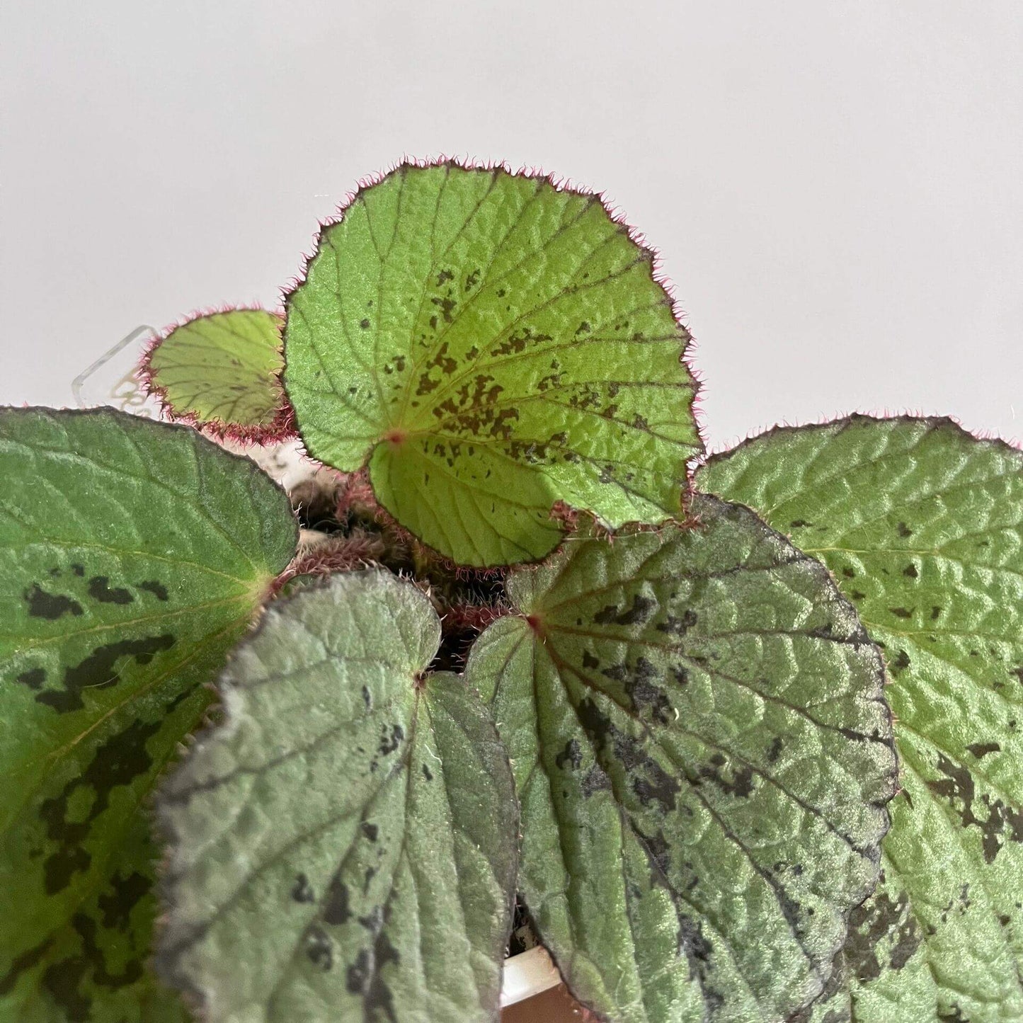 Begonia Aketajawensis is one of the three stunning Begonia Aketajawensis, a rare and highly coveted species native to the Molucca Islands of Indonesia. The leaves are green in appearance, accompanied by black patterns. As one of the most striking forms of Begonia Aketajawensis, it is a prized addition to any collection due to its high ornamental value and rarity.