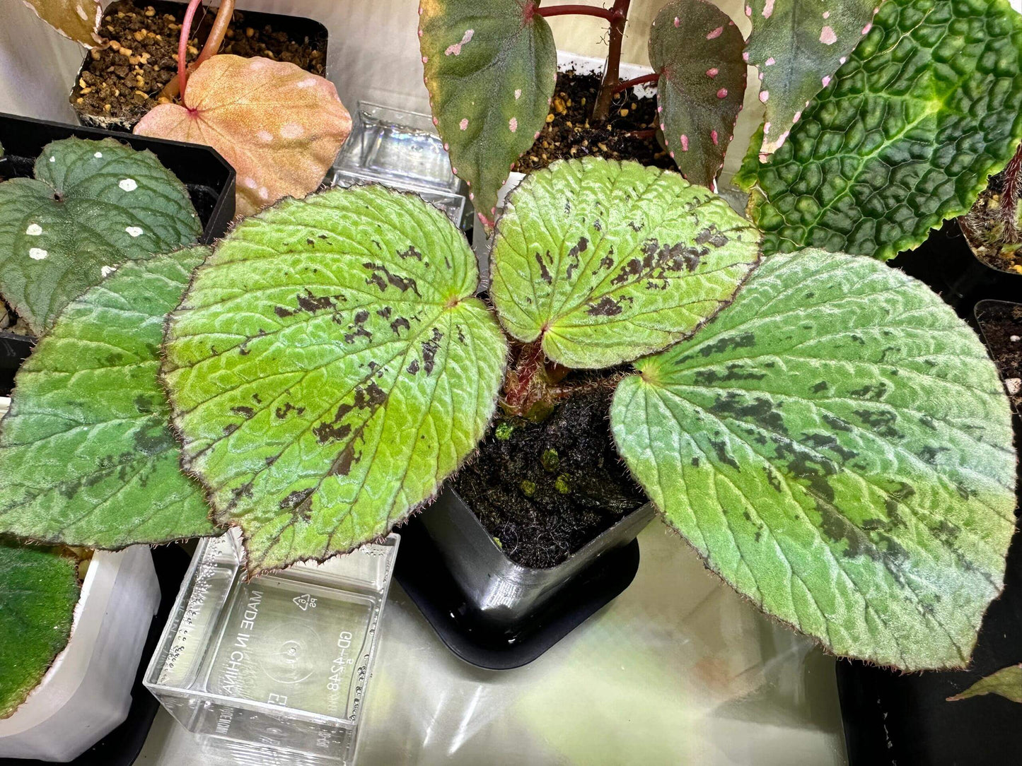 Begonia Aketajawensis is one of the three stunning Begonia Aketajawensis, a rare and highly coveted species native to the Molucca Islands of Indonesia. The leaves are green in appearance, accompanied by black patterns. As one of the most striking forms of Begonia Aketajawensis, it is a prized addition to any collection due to its high ornamental value and rarity.