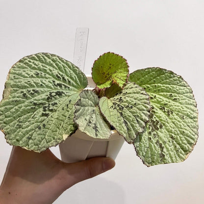 Begonia Aketajawensis is one of the three stunning Begonia Aketajawensis, a rare and highly coveted species native to the Molucca Islands of Indonesia. The leaves are green in appearance, accompanied by black patterns. As one of the most striking forms of Begonia Aketajawensis, it is a prized addition to any collection due to its high ornamental value and rarity.