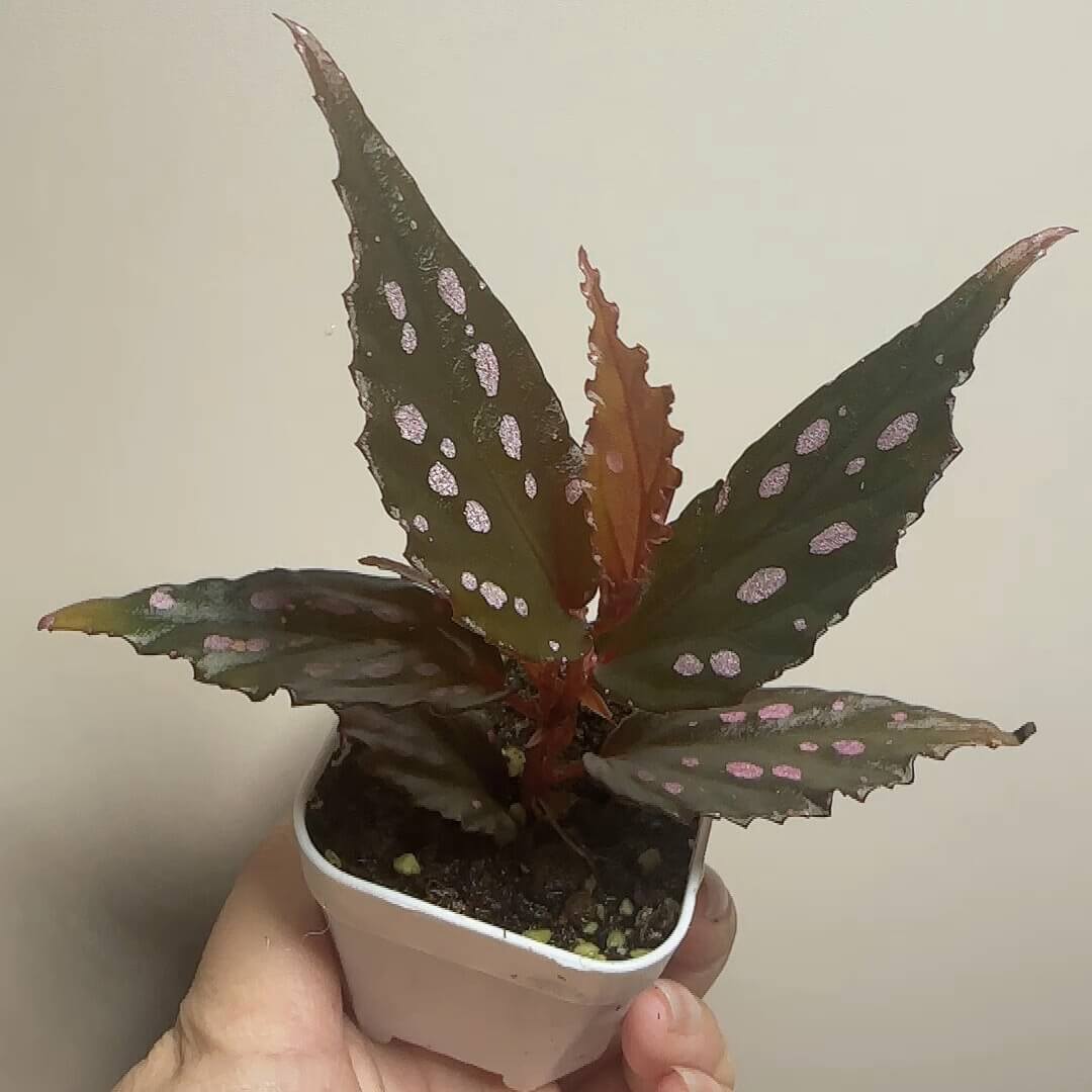 Begonia Amidalae is a perennial herb native to the Kalimantan region of Indonesia. This beautiful species is known for its dark leaves adorned with striking pink spots. Its unique appearance makes it a favorite among plant enthusiasts.