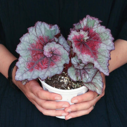 The Begonia Amor features stunning heart-shaped leaves in a vibrant silver-green hue, accented with deep red and pink patterns at the center. The edges are delicately outlined with a dark purple trim, enhancing the contrast and making this plant a striking addition to any collection. The surface of the leaves has a subtle texture, adding depth and beauty to the overall appearance.