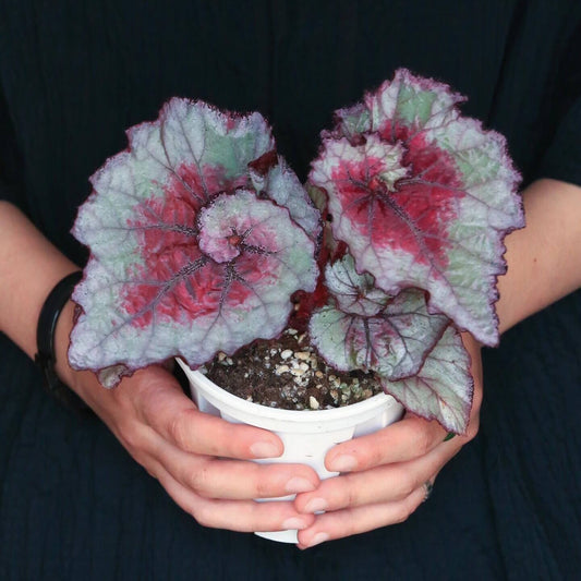 The Begonia Amor features stunning heart-shaped leaves in a vibrant silver-green hue, accented with deep red and pink patterns at the center. The edges are delicately outlined with a dark purple trim, enhancing the contrast and making this plant a striking addition to any collection. The surface of the leaves has a subtle texture, adding depth and beauty to the overall appearance.