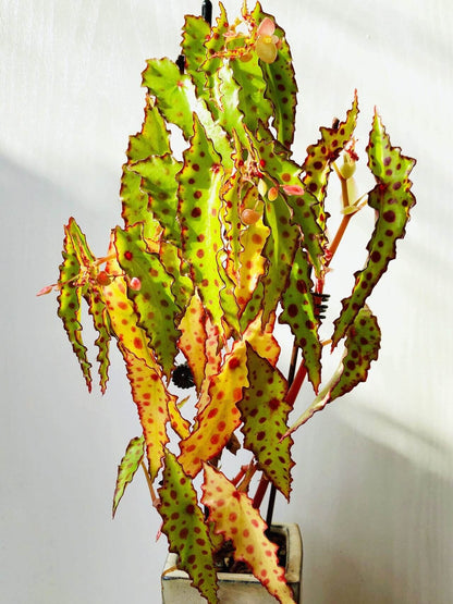 Begonia amphioxus is an extraordinary and striking species native to Borneo. Known for its bushy growth habit, this begonia features unique lance-shaped leaves that are pointed at both ends. The leaves are decorated with eye-catching maroon spots on a green background, making it a standout addition to any plant collection. Though its flowers are small and not particularly showy, they appear several times a year, contributing to the overall appeal of this plant.