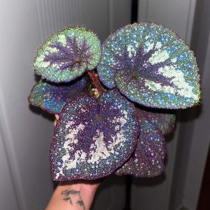 Begonia Antares – A stunning and unique variety of decorative-leaved Begonia, known for its large, spirally curling leaves and soft texture. This beautiful plant is perfect for collectors and those looking to add a touch of elegance to their home or garden.