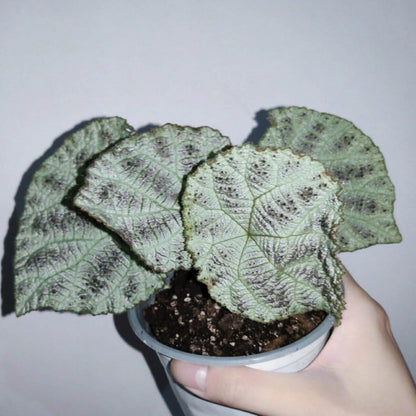 The Begonia Arachnoidea White Form is a stunning rhizomatous begonia native to Guangxi, China, with unique features that make it a must-have for any plant lover. Its name is derived from the distinctive shape of the veins on the underside of its leaves, which resemble a spider’s web. This variety has alternate and asymmetrical leaves with a cordate shape, almost entirely white, and adorned with numerous brown spots. Its surface is rough, covered with numerous trichomes that give it a hairy texture.
