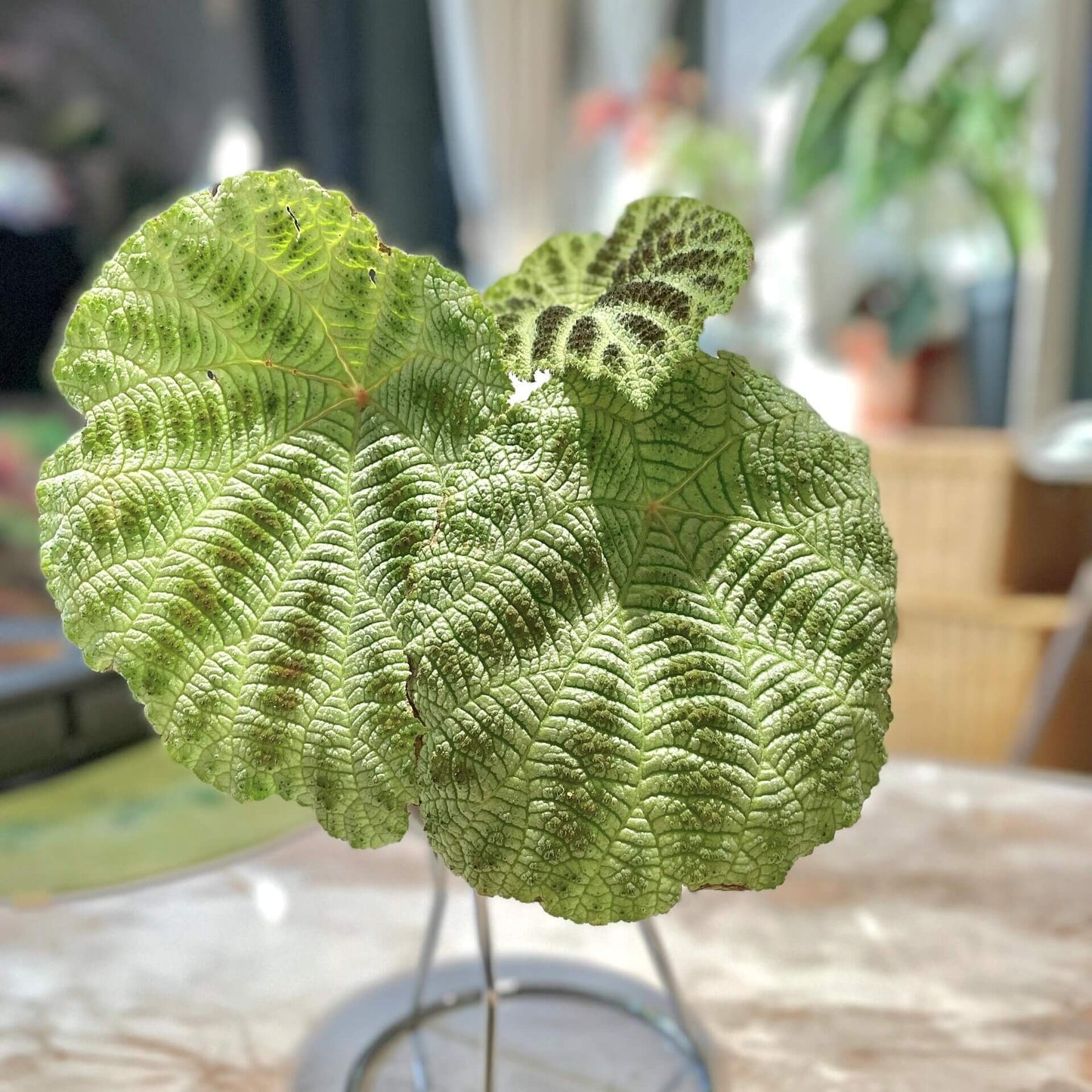 The Begonia Arachnoidea White Form is a stunning rhizomatous begonia native to Guangxi, China, with unique features that make it a must-have for any plant lover. Its name is derived from the distinctive shape of the veins on the underside of its leaves, which resemble a spider’s web. This variety has alternate and asymmetrical leaves with a cordate shape, almost entirely white, and adorned with numerous brown spots. Its surface is rough, covered with numerous trichomes that give it a hairy texture.