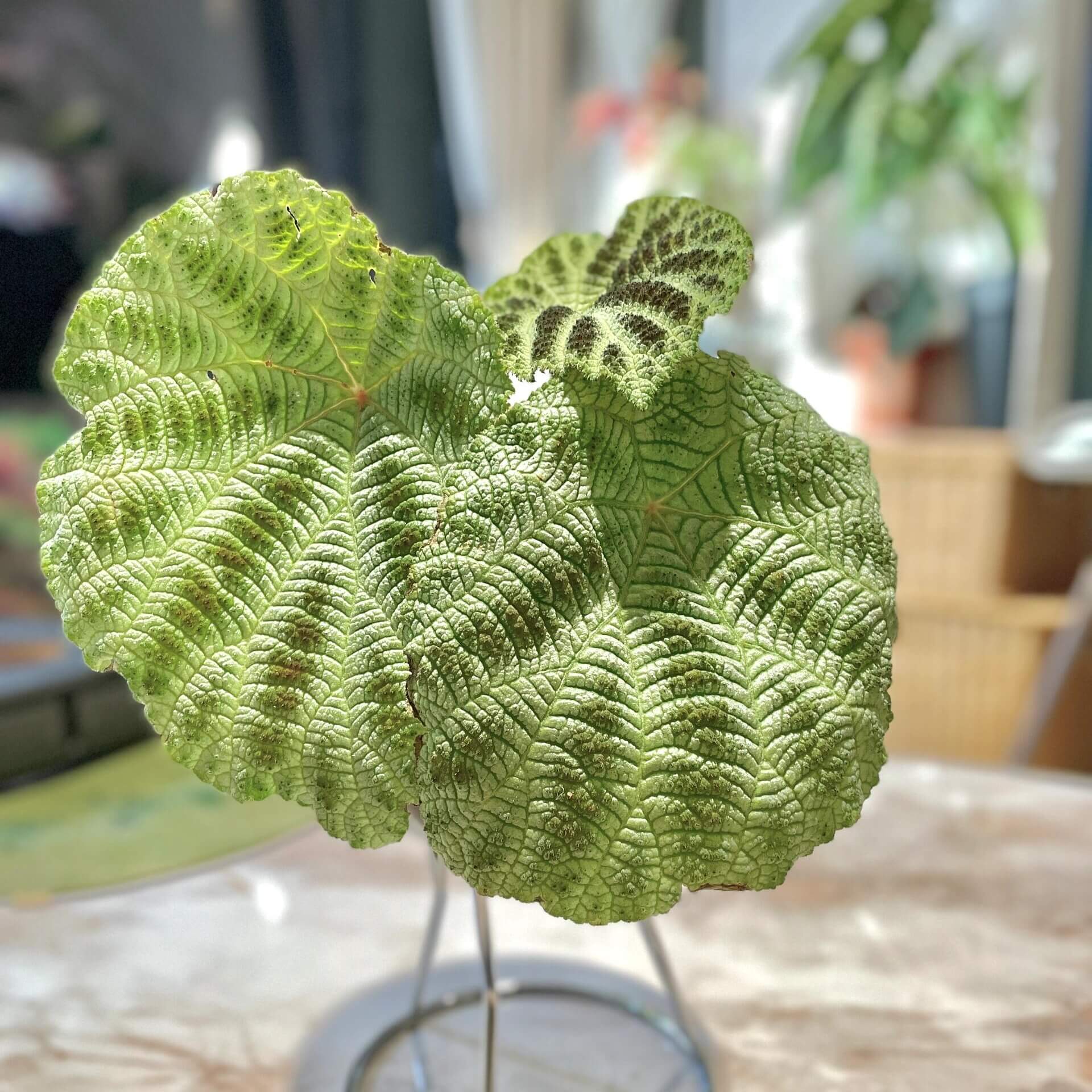 The Begonia Arachnoidea White Form is a stunning rhizomatous begonia native to Guangxi, China, with unique features that make it a must-have for any plant lover. Its name is derived from the distinctive shape of the veins on the underside of its leaves, which resemble a spider’s web. This variety has alternate and asymmetrical leaves with a cordate shape, almost entirely white, and adorned with numerous brown spots. Its surface is rough, covered with numerous trichomes that give it a hairy texture.
