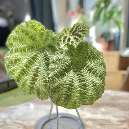 The Begonia Arachnoidea White Form is a stunning rhizomatous begonia native to Guangxi, China, with unique features that make it a must-have for any plant lover. Its name is derived from the distinctive shape of the veins on the underside of its leaves, which resemble a spider’s web. This variety has alternate and asymmetrical leaves with a cordate shape, almost entirely white, and adorned with numerous brown spots. Its surface is rough, covered with numerous trichomes that give it a hairy texture.