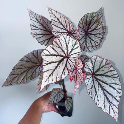 Begonia Ashura is a captivating and unique ornamental begonia cultivar, originally from Yamaguchi, Japan, introduced in 2001. This begonia is renowned for its stunning foliage, which features dark green leaves adorned with silver spots and a distinctive red undersurface, creating a striking contrast that adds beauty to any indoor garden.