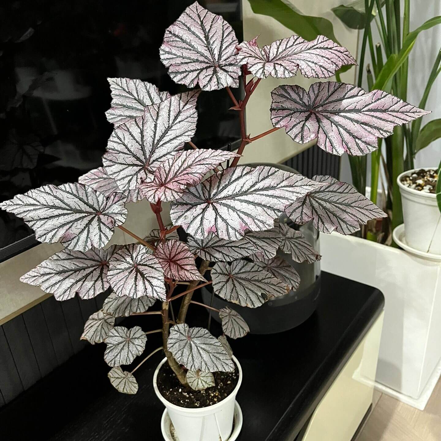 Begonia Ashura is a captivating and unique ornamental begonia cultivar, originally from Yamaguchi, Japan, introduced in 2001. This begonia is renowned for its stunning foliage, which features dark green leaves adorned with silver spots and a distinctive red undersurface, creating a striking contrast that adds beauty to any indoor garden.