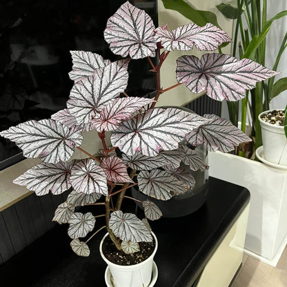 Begonia Ashura is a captivating and unique ornamental begonia cultivar, originally from Yamaguchi, Japan, introduced in 2001. This begonia is renowned for its stunning foliage, which features dark green leaves adorned with silver spots and a distinctive red undersurface, creating a striking contrast that adds beauty to any indoor garden.
