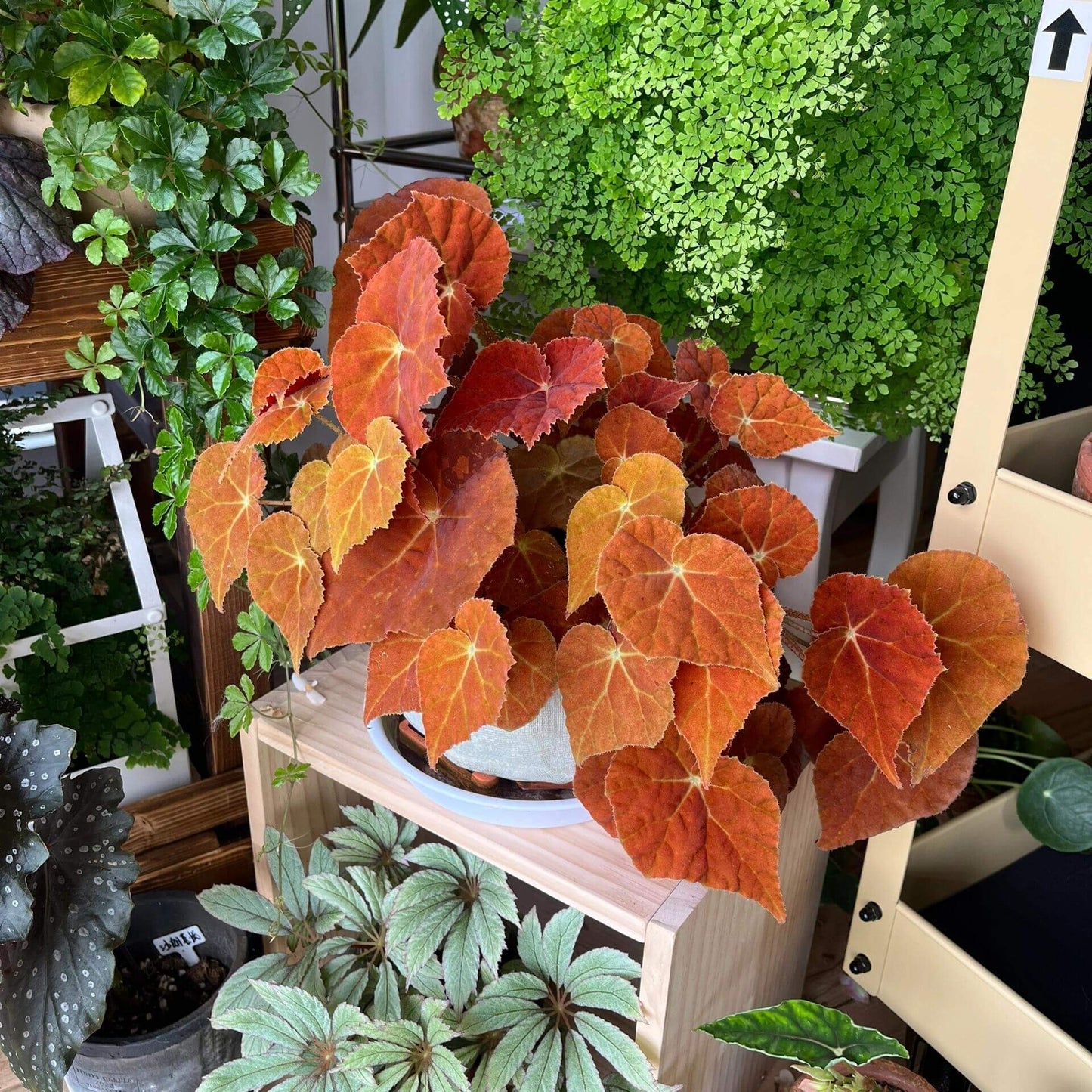 Begonia 'Autumn Ember' is a gorgeous hybrid begonia that combines beauty and ease of care. With its striking orange juvenile leaves and delicate pink flowers, this begonia is a fantastic choice for anyone looking to add vibrant color to their indoor plant collection. Known for its compact growth and unique foliage, Autumn Ember thrives in bright, indirect light and can be a focal point in any room.