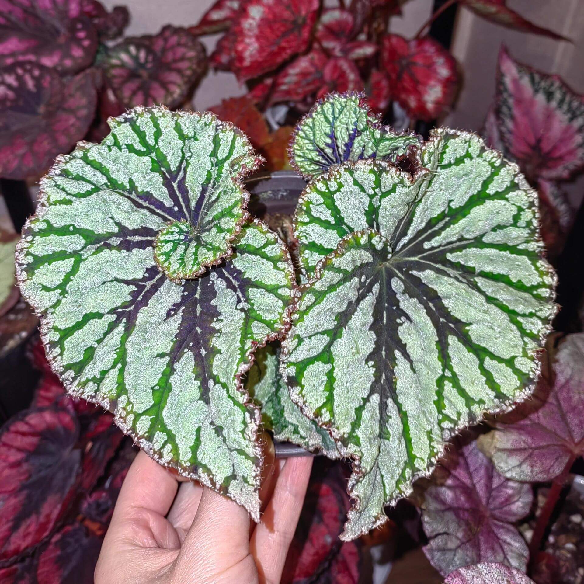 Begonia Baby Watermelon is a stunning decorative-leaf variety known for its vibrant, eye-catching foliage. Developed by breeders Pavel and Elena Enikeev (Dimetris), this compact begonia features medium-sized, snail-shaped leaves with a silver-salad color, adorned with striking green stripes that resemble the refreshing hues of a watermelon.