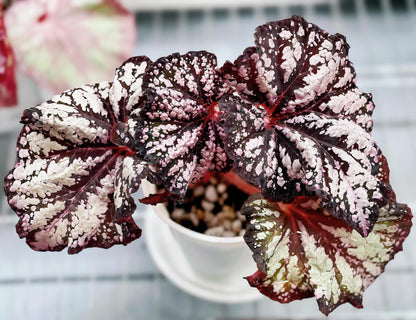 Begonia Be Happy is a stunning ornamental begonia, developed by the renowned Dimetris breeders. Known for its vibrant foliage and eye-catching patterns, this begonia brings a cheerful and lively touch to any indoor space.