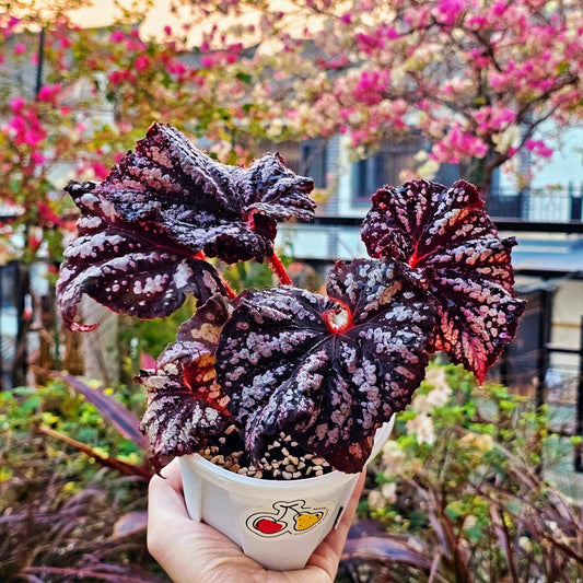 Begonia Be Happy is a stunning ornamental begonia, developed by the renowned Dimetris breeders. Known for its vibrant foliage and eye-catching patterns, this begonia brings a cheerful and lively touch to any indoor space.