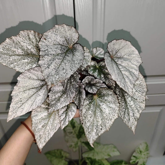 Begonia Beleaf 'Yukon Frost' is a beautiful hybrid begonia that adds an elegant touch to any indoor space. With its unique silver-speckled leaves and vibrant red undersides, this begonia is a standout plant, perfect for enhancing your home or office decor.