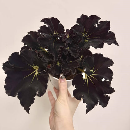 Begonia 'Black Fang' is a striking and rare rhizomatous begonia known for its dramatic dark foliage. The leaves are elongated and spiked, featuring a deep blackish-maroon color with green accents, creating a bold, eye-catching contrast. This begonia’s angular and pointed leaves make it a true focal point in any plant collection. Perfect for plant enthusiasts looking for a rare and unique plant, Begonia 'Black Fang' thrives in indoor spaces with bright, indirect light.