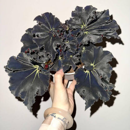Begonia 'Black Fang' is a striking and rare rhizomatous begonia known for its dramatic dark foliage. The leaves are elongated and spiked, featuring a deep blackish-maroon color with green accents, creating a bold, eye-catching contrast. This begonia’s angular and pointed leaves make it a true focal point in any plant collection. Perfect for plant enthusiasts looking for a rare and unique plant, Begonia 'Black Fang' thrives in indoor spaces with bright, indirect light.