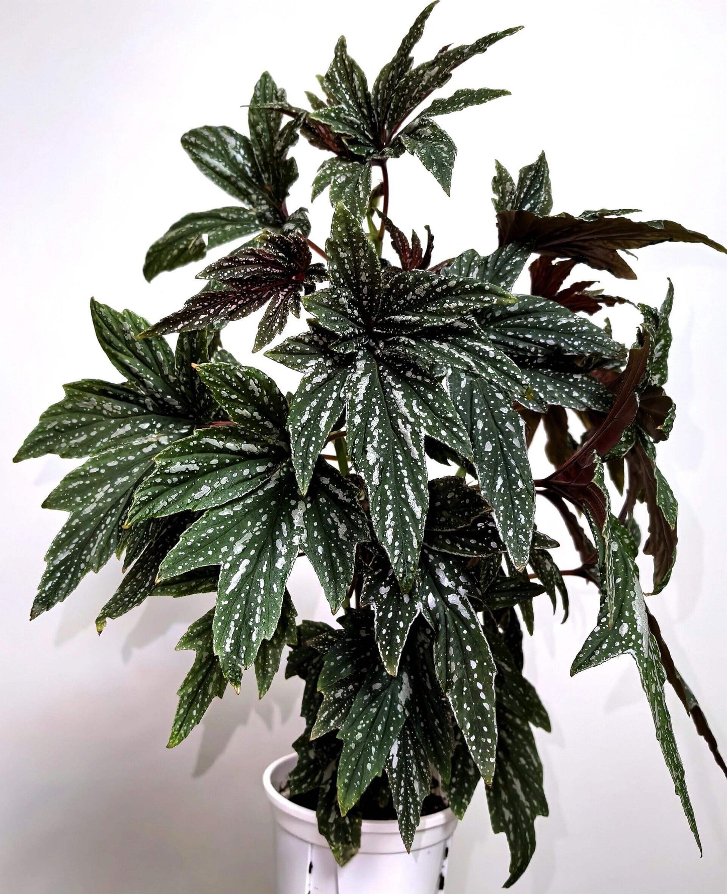 The Begonia Black Frost is a stunning hybrid begonia known for its large, hand-shaped leaves. Its deep green foliage is speckled with irregular white spots, creating a striking contrast that adds elegance and charm to any space. The leaves spread outward from the center, resembling the shape of a hand, offering a bold and unique aesthetic. This begonia is perfect for plant lovers looking for something truly eye-catching and easy to care for.