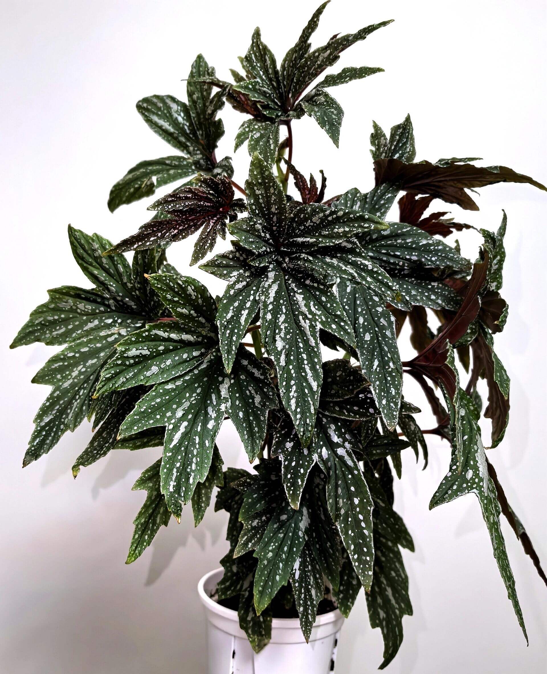 The Begonia Black Frost is a stunning hybrid begonia known for its large, hand-shaped leaves. Its deep green foliage is speckled with irregular white spots, creating a striking contrast that adds elegance and charm to any space. The leaves spread outward from the center, resembling the shape of a hand, offering a bold and unique aesthetic. This begonia is perfect for plant lovers looking for something truly eye-catching and easy to care for.