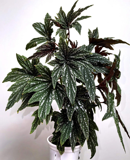 The Begonia Black Frost is a stunning hybrid begonia known for its large, hand-shaped leaves. Its deep green foliage is speckled with irregular white spots, creating a striking contrast that adds elegance and charm to any space. The leaves spread outward from the center, resembling the shape of a hand, offering a bold and unique aesthetic. This begonia is perfect for plant lovers looking for something truly eye-catching and easy to care for.