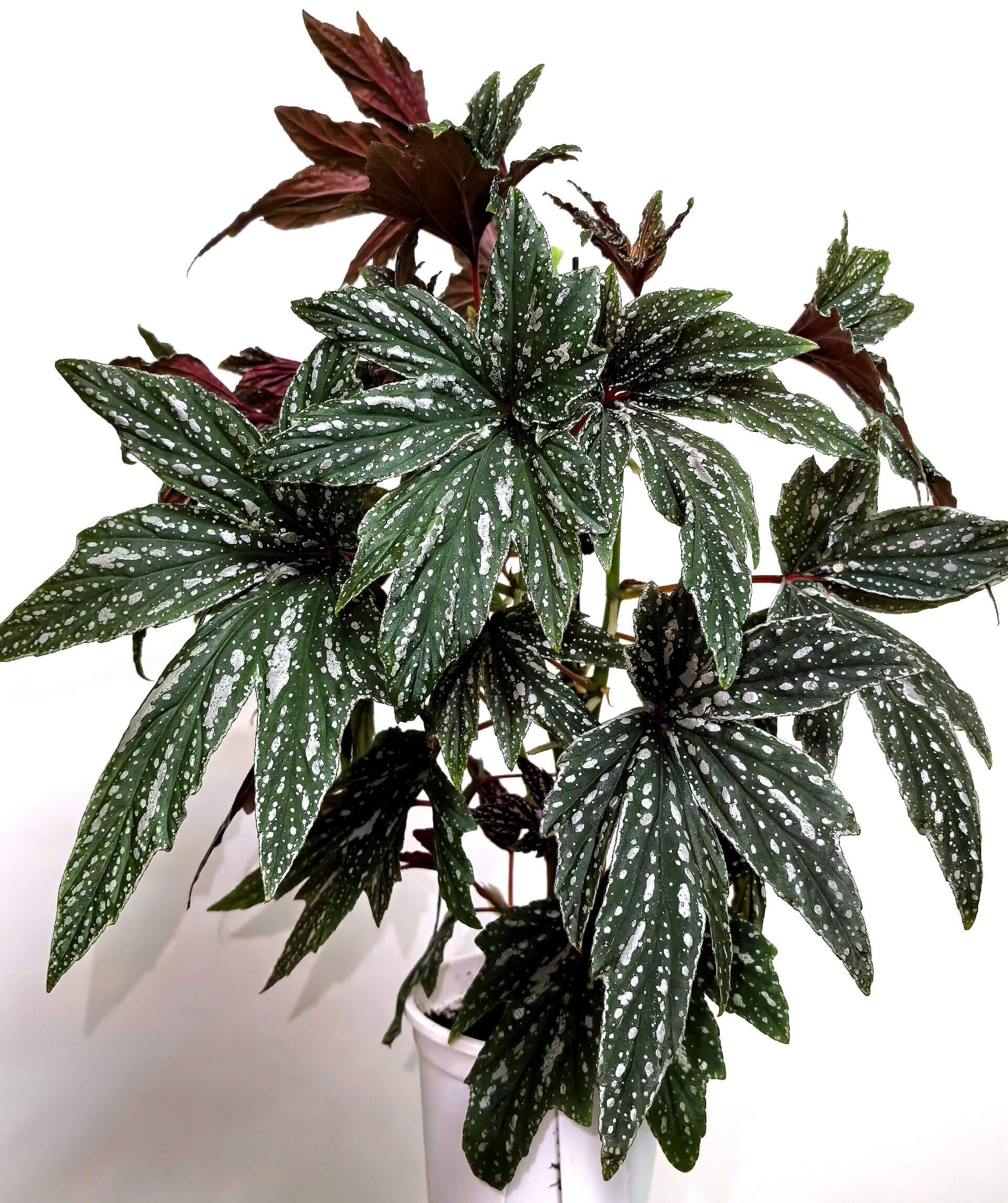 The Begonia Black Frost is a stunning hybrid begonia known for its large, hand-shaped leaves. Its deep green foliage is speckled with irregular white spots, creating a striking contrast that adds elegance and charm to any space. The leaves spread outward from the center, resembling the shape of a hand, offering a bold and unique aesthetic. This begonia is perfect for plant lovers looking for something truly eye-catching and easy to care for.