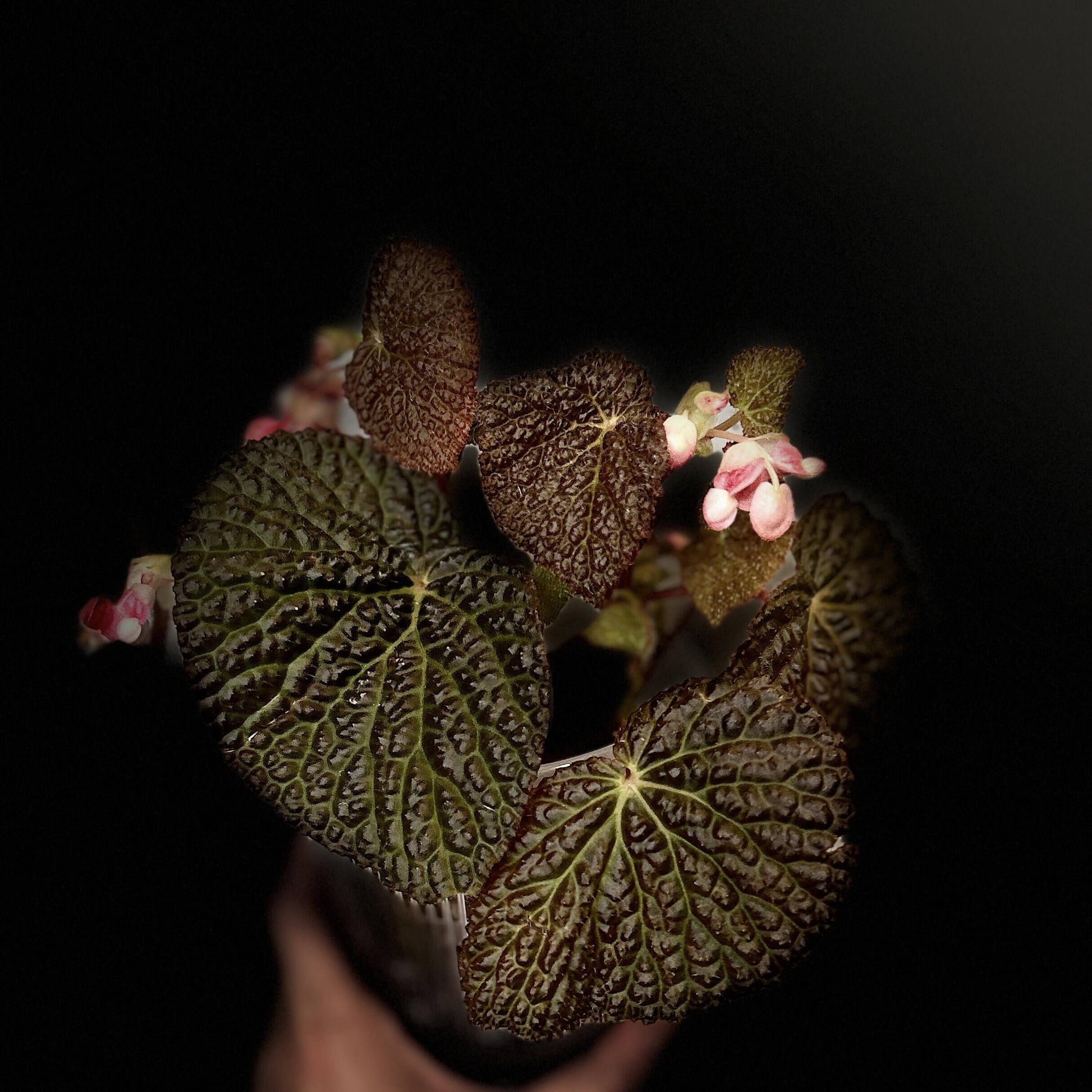 Begonia Black Mountain is a captivating begonia cultivar known for its unique, deeply textured leaves and bold color contrasts. This stunning hybrid, believed to be a cross between Begonia dracopelta and Begonia baik, features dramatic, dark foliage that transitions from deep green to nearly black, making it a striking addition to any indoor garden or plant collection. The plant’s bushy growth habit further enhances its visual appeal, creating a bold and beautiful focal point.