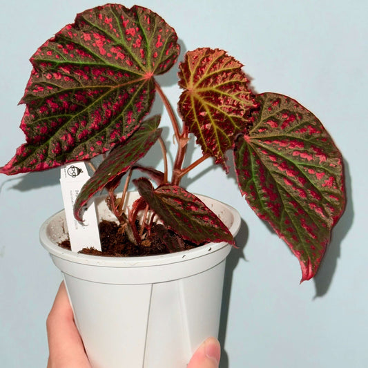 Begonia Blood Stain is a dramatic hybrid begonia distinguished by its bold, high-contrast foliage. The leaves are broad and heart-shaped, displaying deep olive to dark green tones heavily splashed with intense crimson-red markings, as if stained with scattered drops of pigment. Prominent green veins radiate from the center, adding structure and depth to the richly colored surface. Reddish stems and petioles further enhance the plant’s fiery appearance.