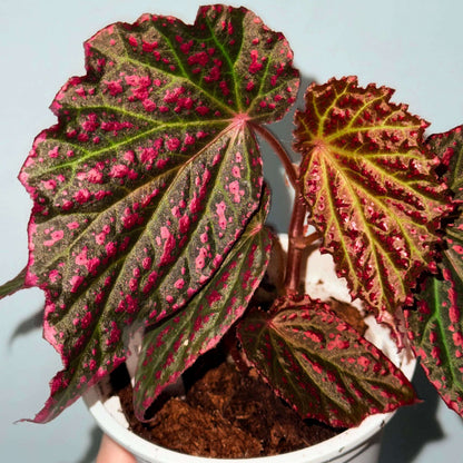 Begonia Blood Stain is a dramatic hybrid begonia distinguished by its bold, high-contrast foliage. The leaves are broad and heart-shaped, displaying deep olive to dark green tones heavily splashed with intense crimson-red markings, as if stained with scattered drops of pigment. Prominent green veins radiate from the center, adding structure and depth to the richly colored surface. Reddish stems and petioles further enhance the plant’s fiery appearance.