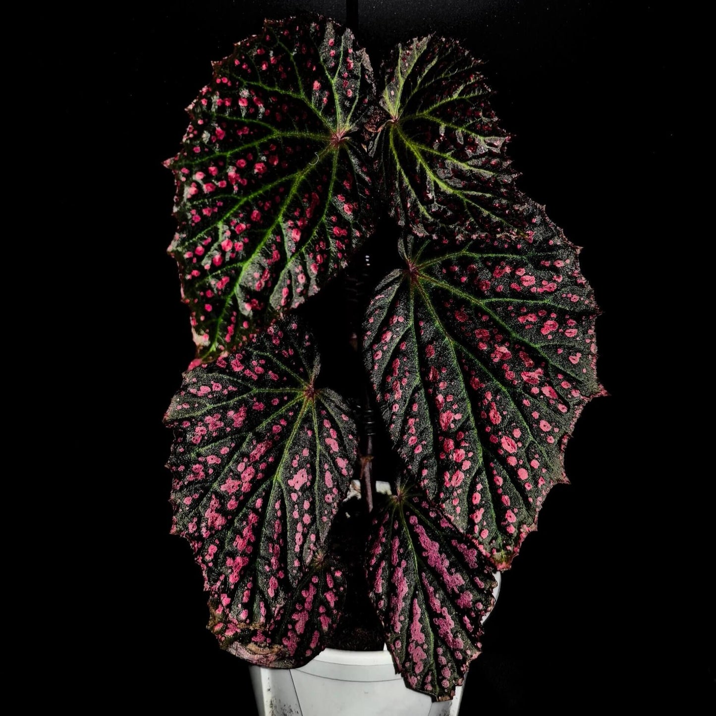 Begonia Blood Stain is a dramatic hybrid begonia distinguished by its bold, high-contrast foliage. The leaves are broad and heart-shaped, displaying deep olive to dark green tones heavily splashed with intense crimson-red markings, as if stained with scattered drops of pigment. Prominent green veins radiate from the center, adding structure and depth to the richly colored surface. Reddish stems and petioles further enhance the plant’s fiery appearance.