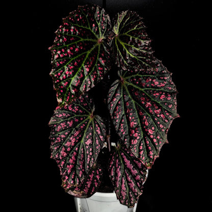 Begonia Blood Stain is a dramatic hybrid begonia distinguished by its bold, high-contrast foliage. The leaves are broad and heart-shaped, displaying deep olive to dark green tones heavily splashed with intense crimson-red markings, as if stained with scattered drops of pigment. Prominent green veins radiate from the center, adding structure and depth to the richly colored surface. Reddish stems and petioles further enhance the plant’s fiery appearance.
