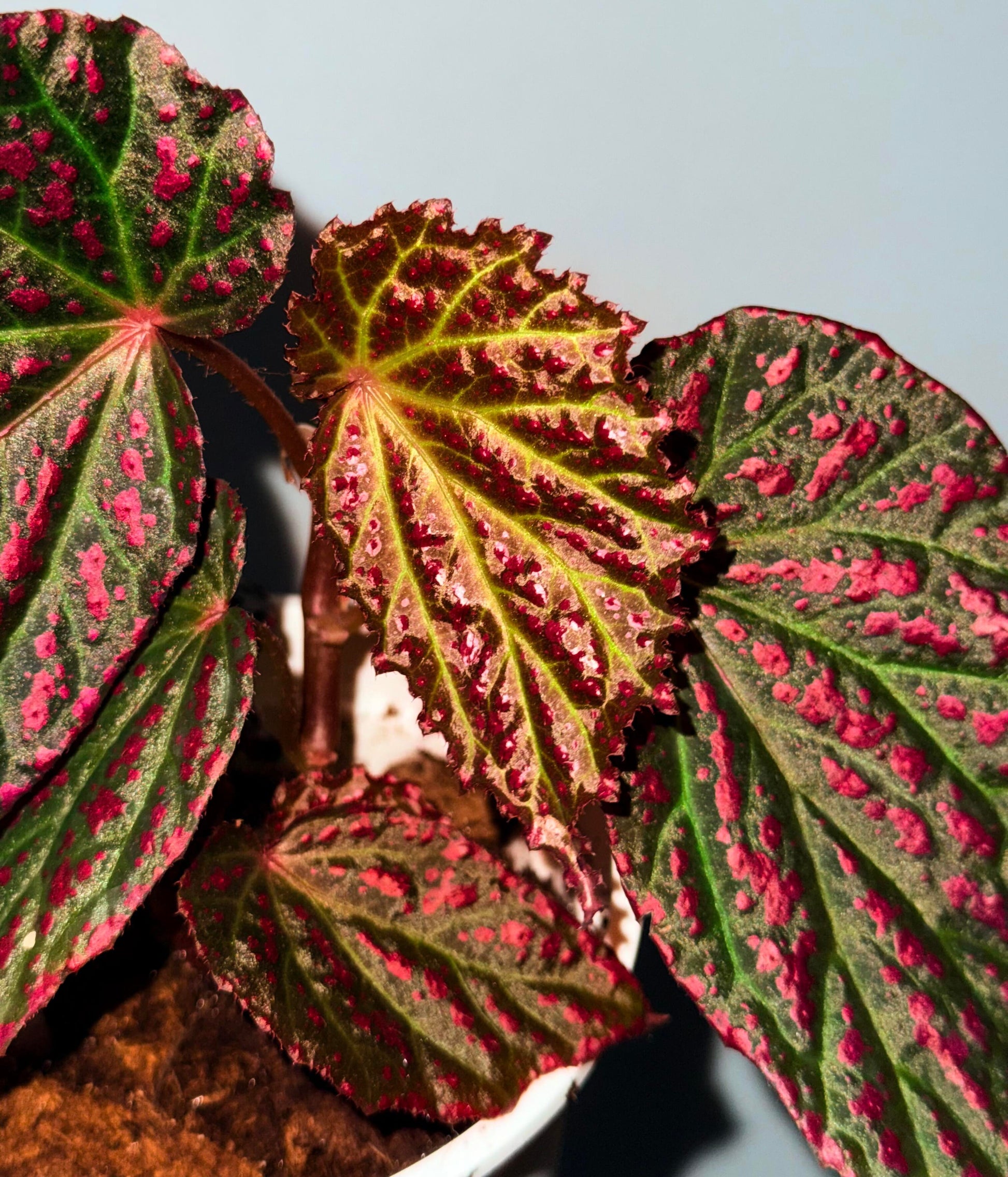 Begonia Blood Stain is a dramatic hybrid begonia distinguished by its bold, high-contrast foliage. The leaves are broad and heart-shaped, displaying deep olive to dark green tones heavily splashed with intense crimson-red markings, as if stained with scattered drops of pigment. Prominent green veins radiate from the center, adding structure and depth to the richly colored surface. Reddish stems and petioles further enhance the plant’s fiery appearance.