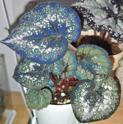 Begonia Blue Danu is a stunning hybrid begonia that features vibrant green leaves adorned with bold silver spots. The leaves' unique pattern is not only visually striking but also gives the plant an artistic, one-of-a-kind appearance. Under low light conditions, the leaves transform into a mesmerizing blue hue, adding even more depth and beauty to this already magnificent plant.