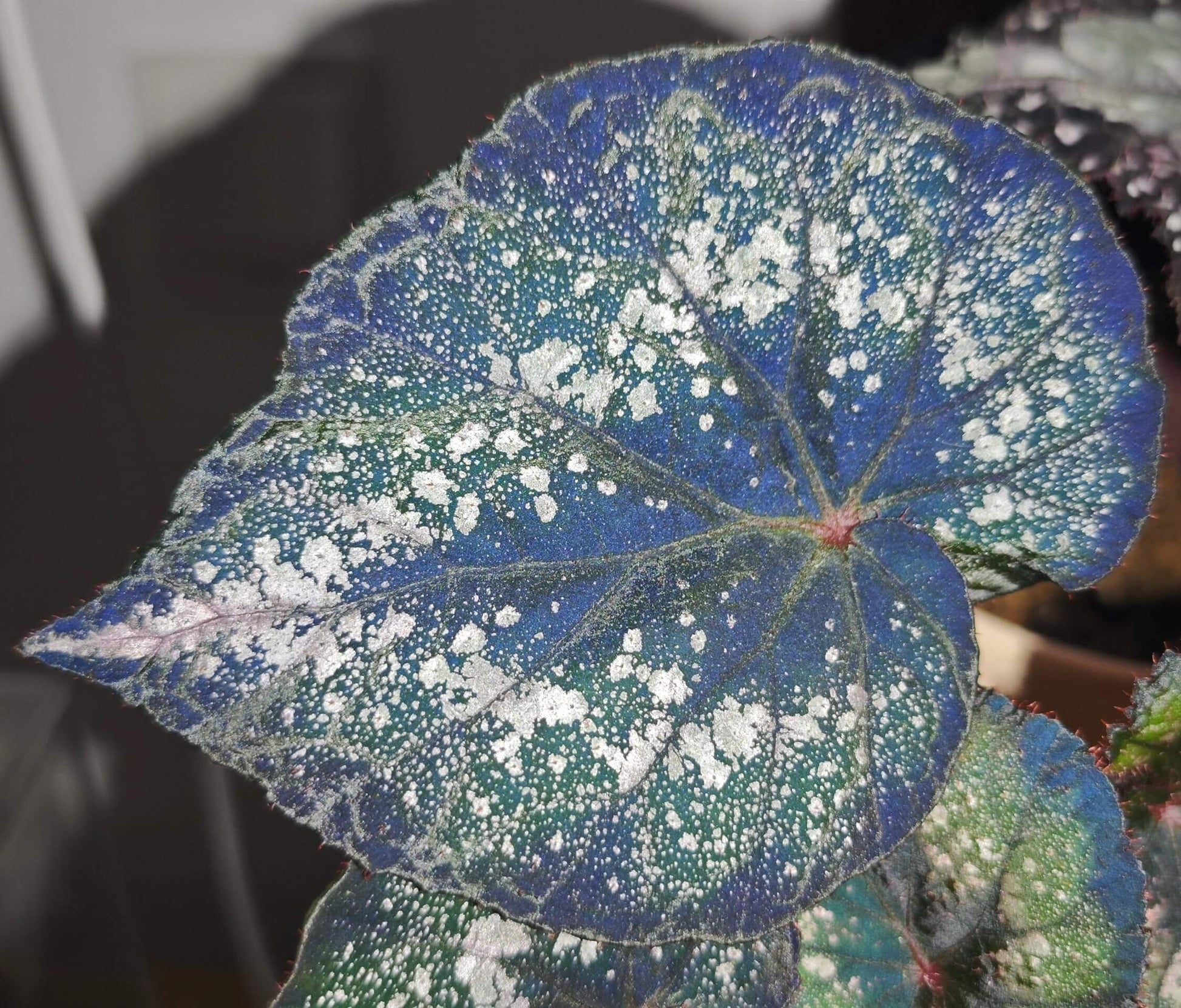 Begonia Blue Danu is a stunning hybrid begonia that features vibrant green leaves adorned with bold silver spots. The leaves' unique pattern is not only visually striking but also gives the plant an artistic, one-of-a-kind appearance. Under low light conditions, the leaves transform into a mesmerizing blue hue, adding even more depth and beauty to this already magnificent plant.
